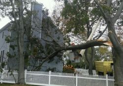 Image depicting the Service Storm Damage & Emergency Tree Removal