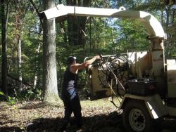 Image depicting the Service Chipping & Stump Removal