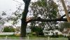 Storm Damage & Emergency Tree Removal You Can Rely On